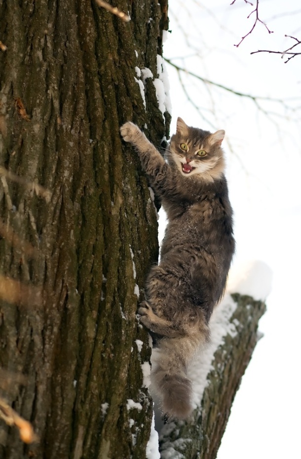 cat up tree shutterstock_45595708