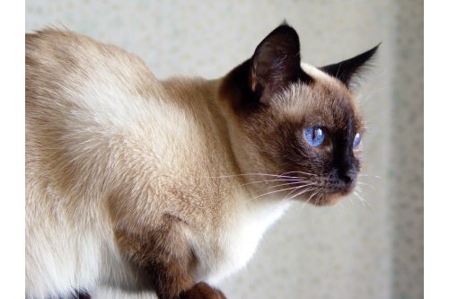 traditional-siamese2